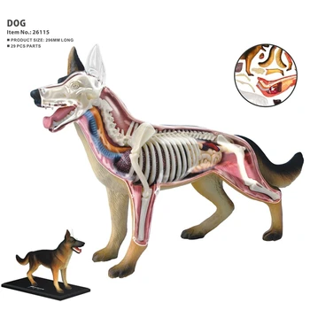 Animale Anatomiei Organelor Modelul 4D Câine Inteligenta Asamblarea Jucărie de Predare Anatomie Model DIY Popular Science Aparate