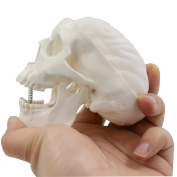 Mini craniu și modelul creierului uman anatomice capul modelul medical ieftine anatomie craniu model convenabil PVC pictura sculpta folosit